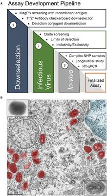 Development of a specific MPXV antigen detection immunodiagnostic assay